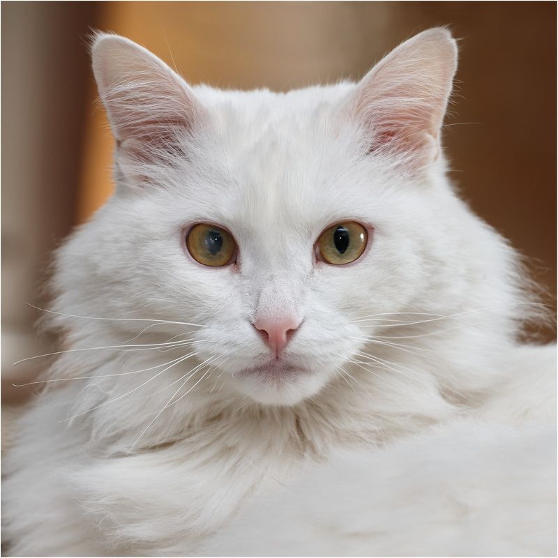 ***** фото превью