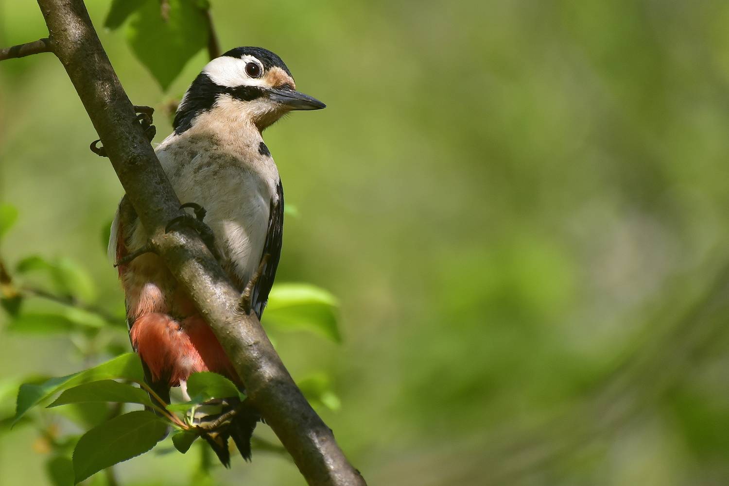 , Игорь Корнейчук