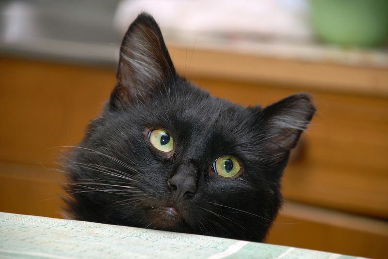 ****2 фото превью