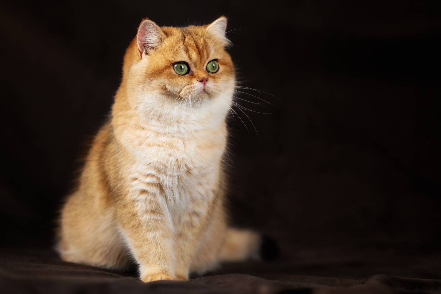 , Зубкова Юлия