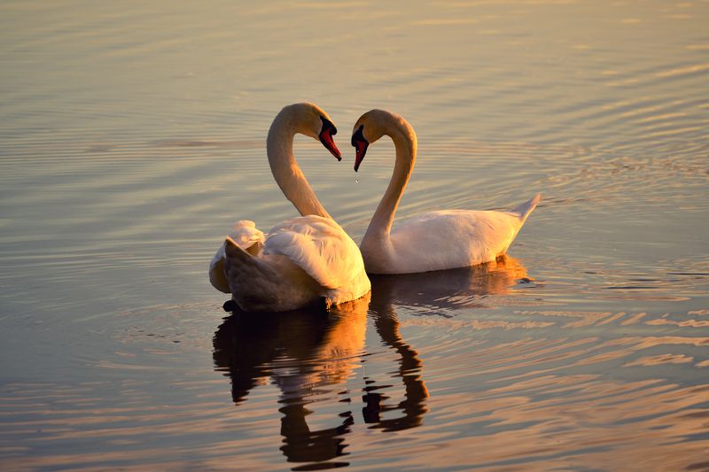 Love is... фото превью