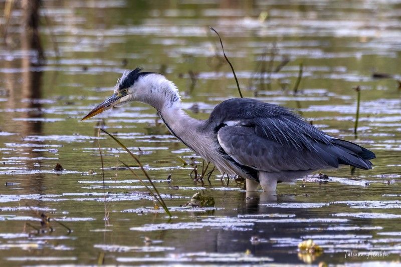 птицы В ожидании добычи. фото превью