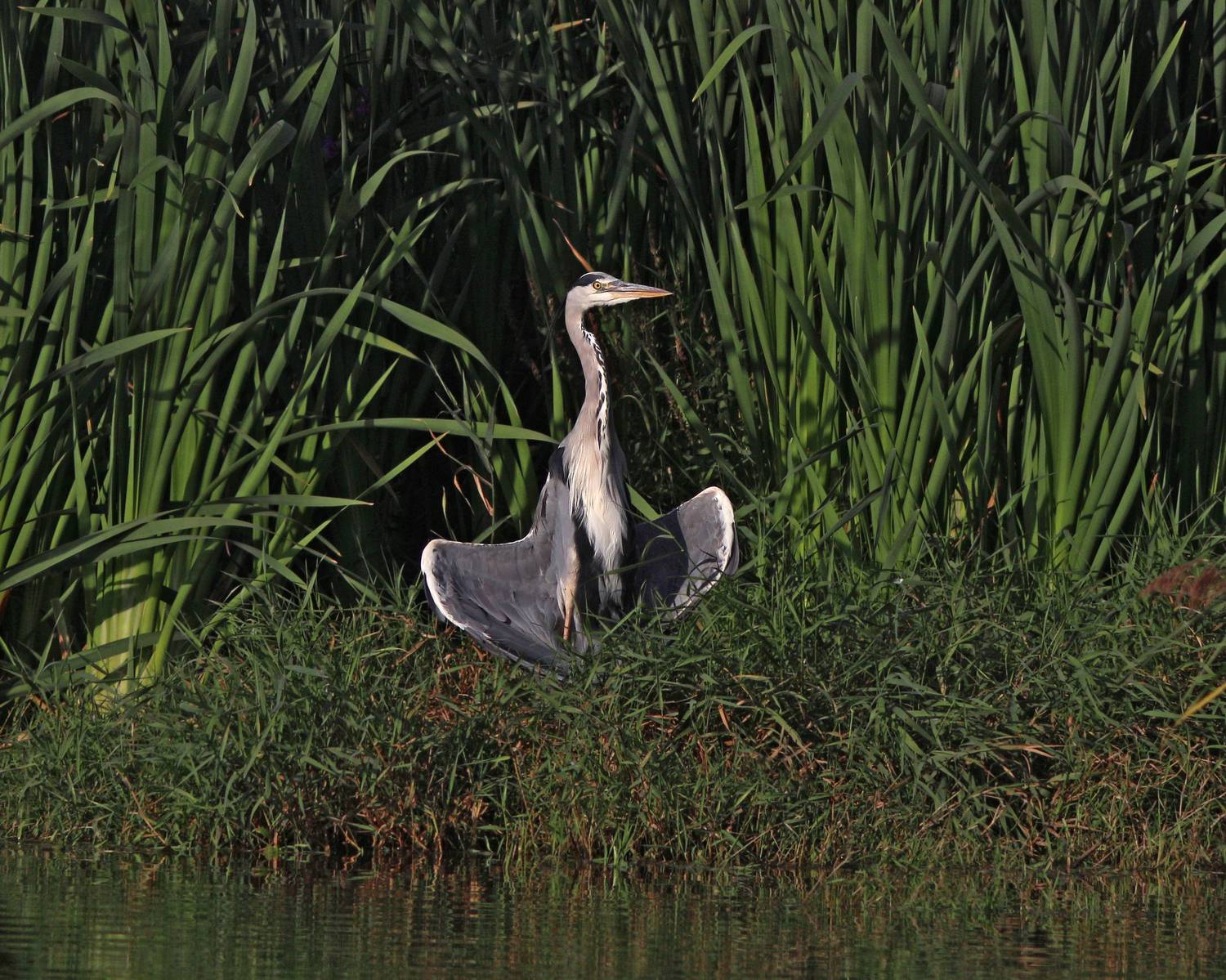 серая цапля, цапля, ardea cinerea, grey heron, heron, Бондаренко Георгий