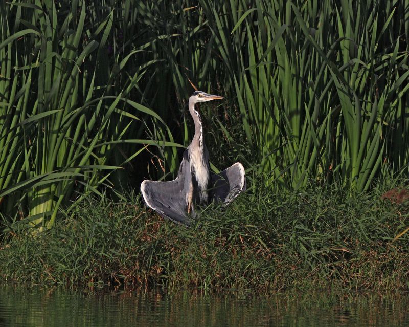 серая цапля, цапля, ardea cinerea, grey heron, heron Дзен фото превью