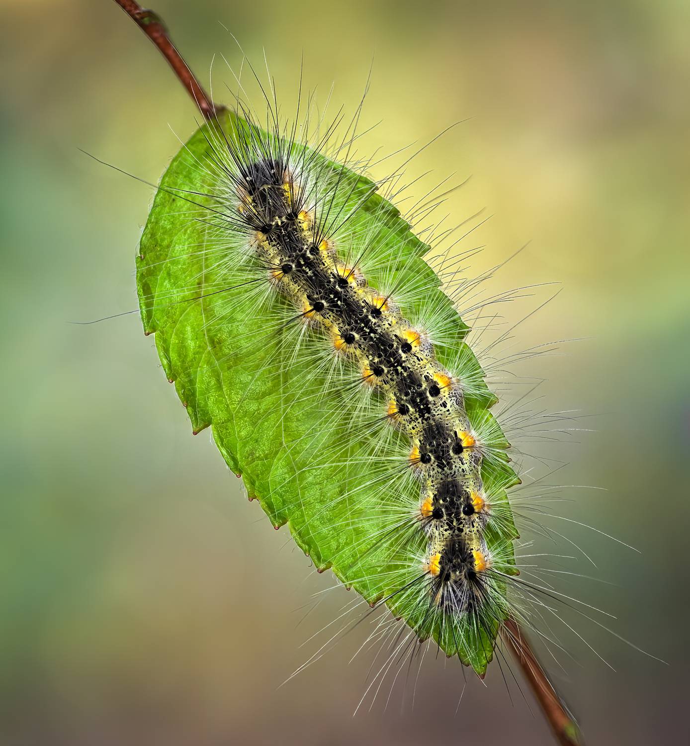 worm, caterpillar, silkworm, leaf, summer, nature, green, macro, flower, floral, wild,, Atul Saluja