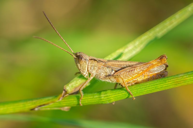 grasshopper; closeup; plant; nature; animal; green; macro; wildlife; color; insect Кузнечик фото превью