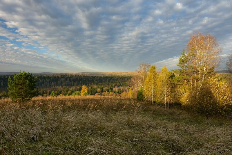 россия, кузбасс, осень, октябрь, пейзажи, утро, деревья, луг, лес Утро октября фото превью
