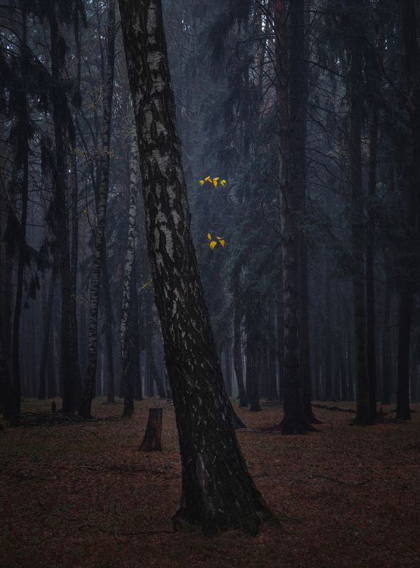 #осень #туман #утро  фото превью