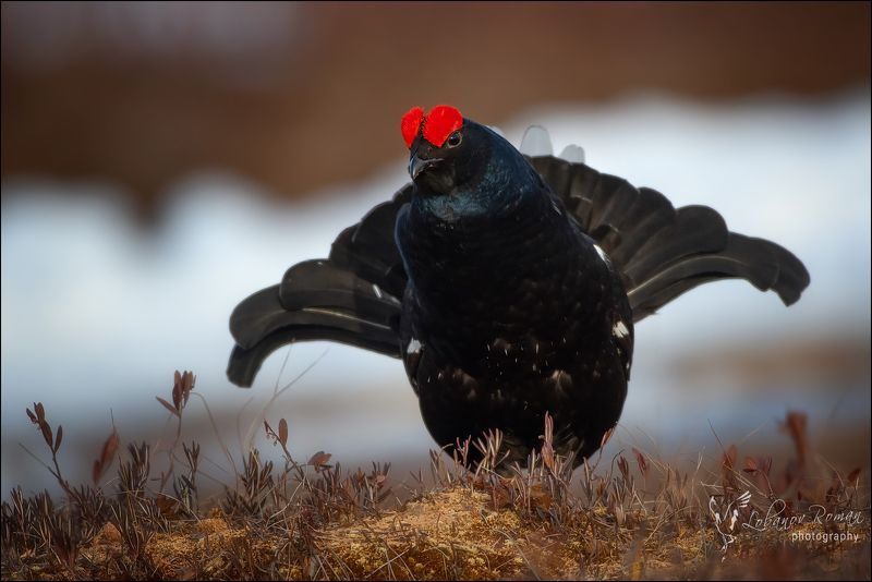 * * * фото превью