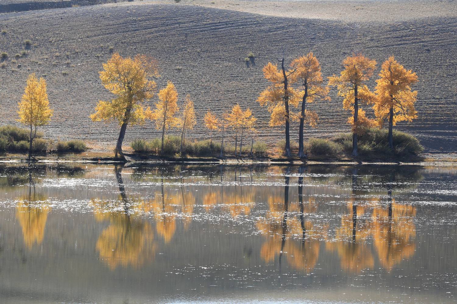 , Добролюбова Тамара