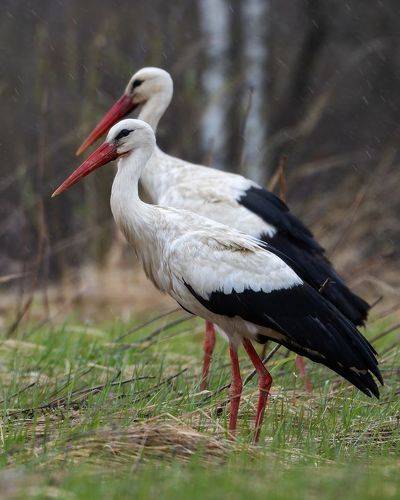 Белый аист. (Ciconia ciconia)