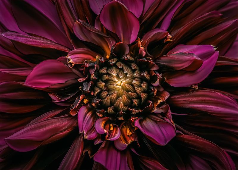 dahlia, flower  фото превью