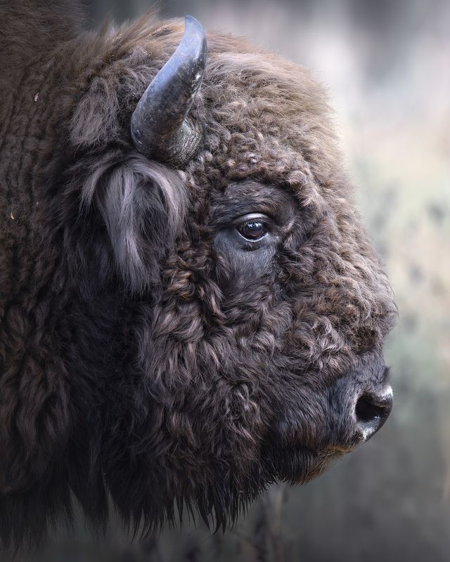 Зубр (Bison bonasus) 