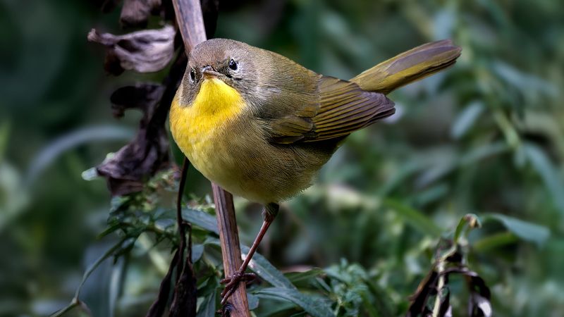 Обыкновенная славка. фото превью