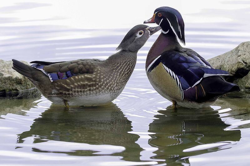 Wood duck фото превью