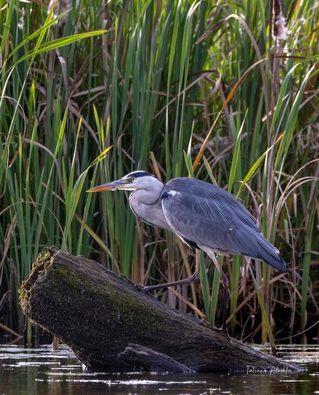 птицы Цапля серая (Grey heron) фото превью