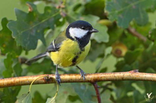 Большая синица.