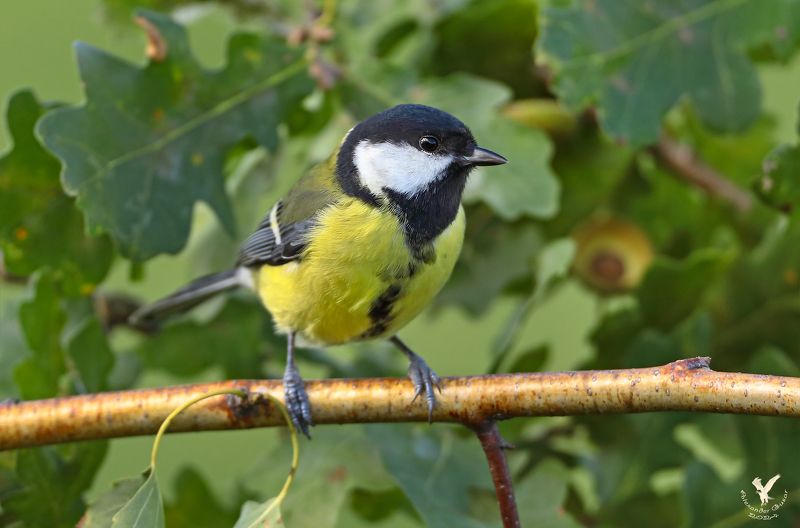 большая синица. Большая синица. фото превью
