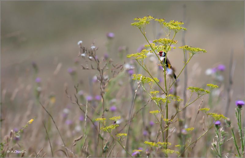 луг,лето,щегол,яркое,пятно Яркое пятно летнего луга фото превью
