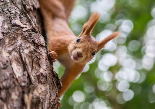 За вкусняшкой