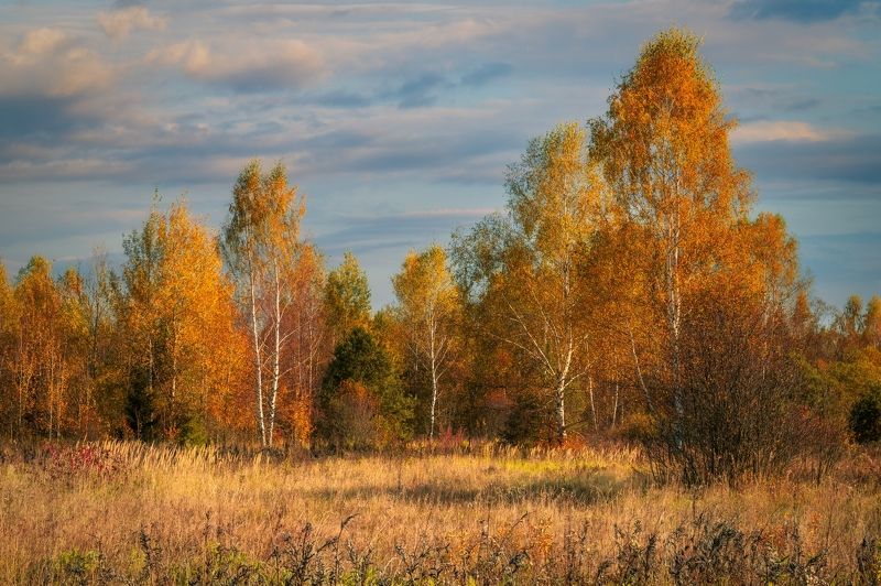 осень, берёзы Осень фото превью