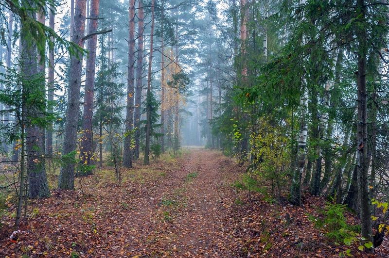 Утро в осеннем лесу фото превью