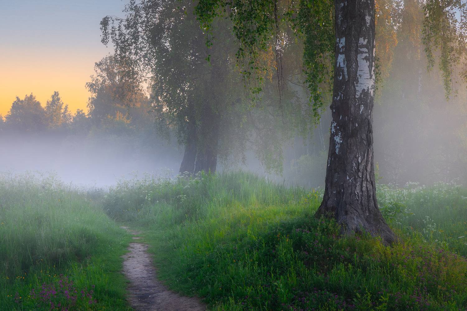 сергиев-посад, весна, золотое кольцо, россия, чаща, лес,березы, Костенко Александр