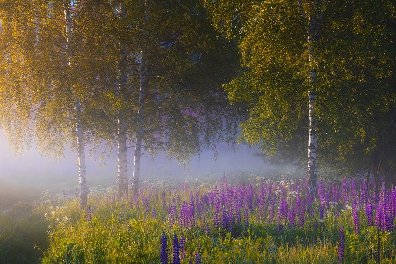 ****** фото превью