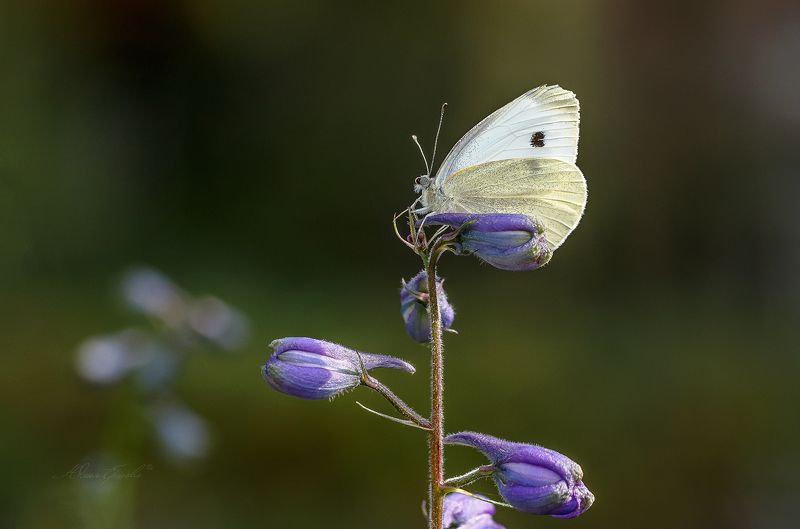 бабочка, белянка, капустница Сентябрьские посиделки фото превью