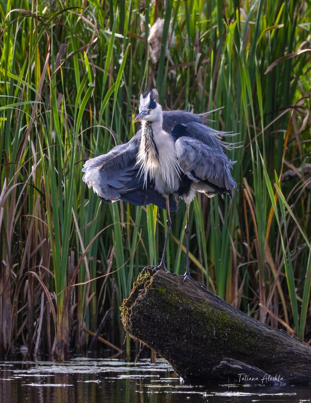 птицы При параде. фото превью