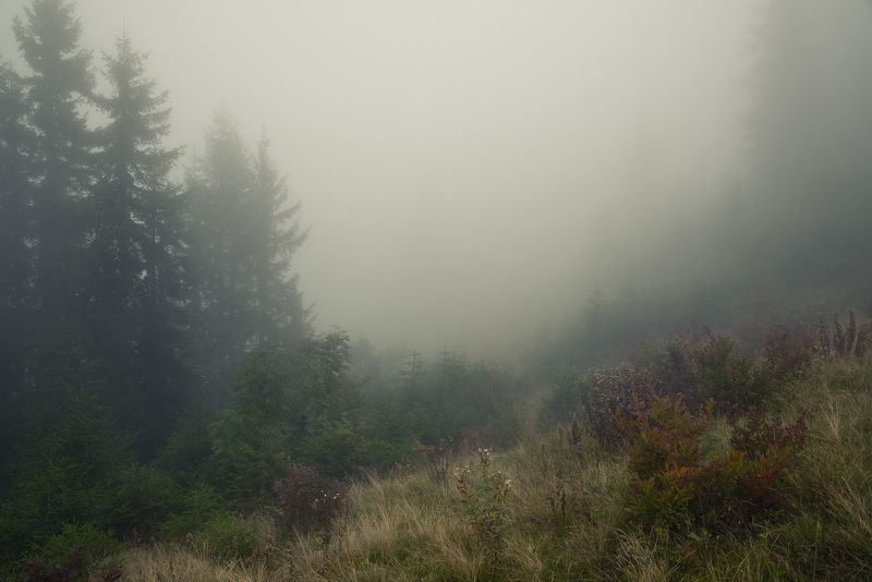 Туманнный лес фото превью