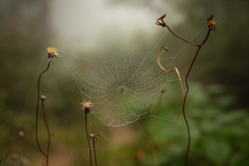 Паутинки фото превью