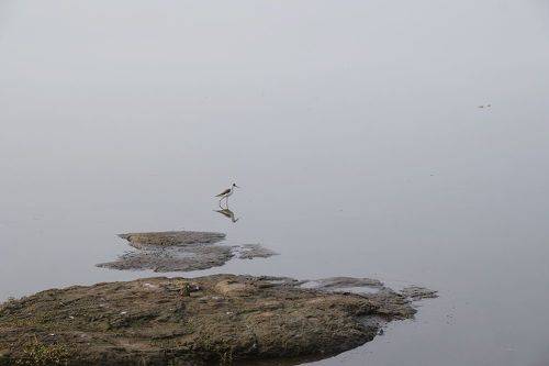 Stilt