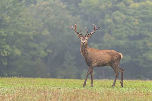 Deer rut 2024