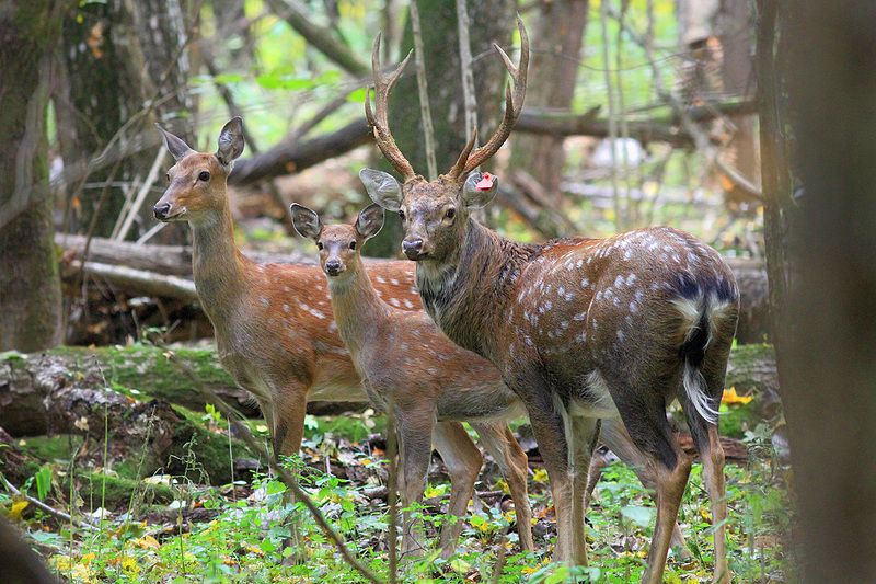 Пятнистые фото превью