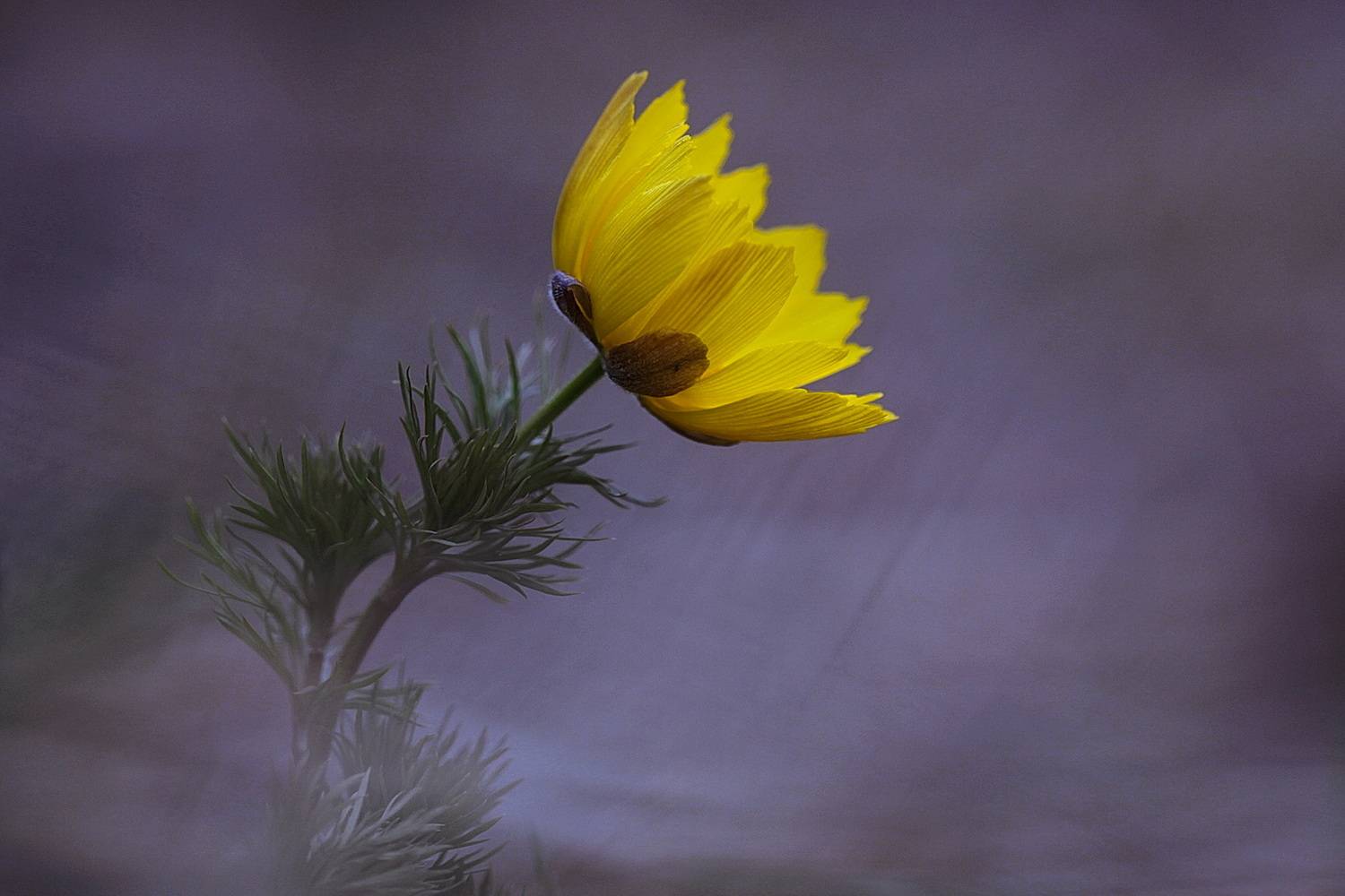 адонис, горицвет, Леонид