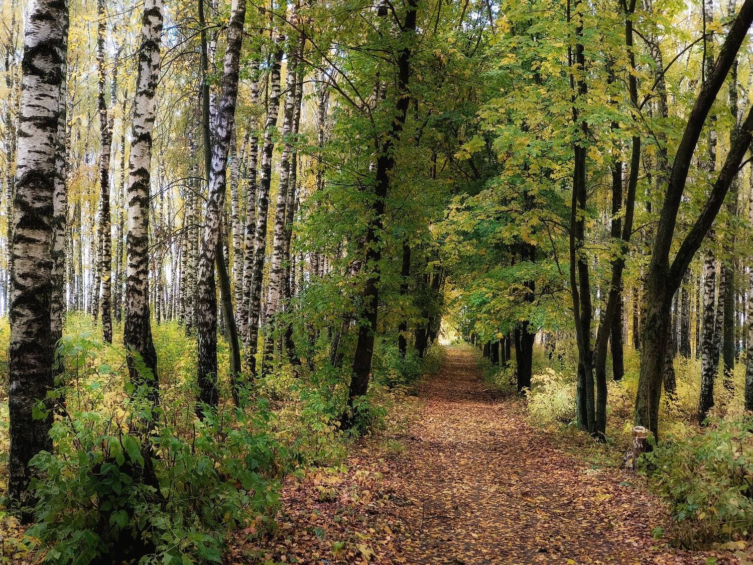 , Кондрашова Светлана