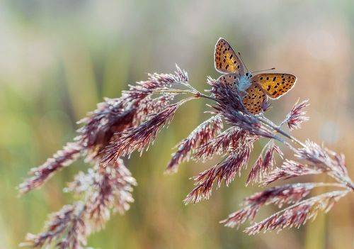 Утренняя просушка крыльев