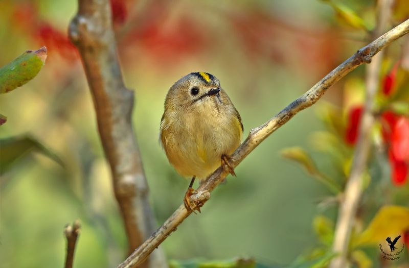 желтоголовый королёк Мал да удал. фото превью