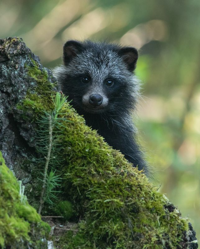 енотовидная собака, А ты угощение принес? фото превью