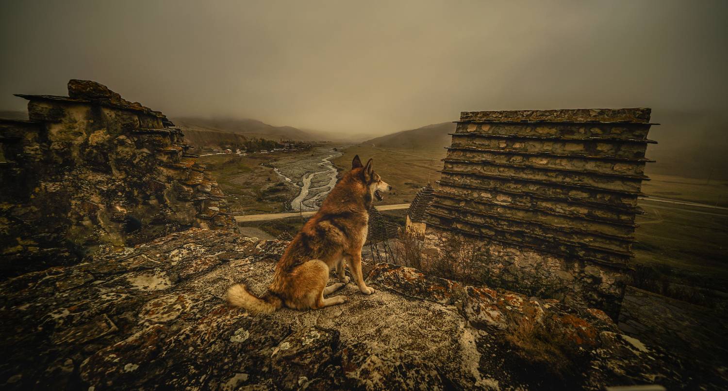россия, северная осетия, даргавс, город мёртвых, собака, Юрий Гаврилов