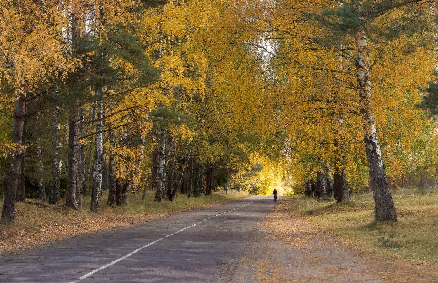 золотая осень, осенняя тема, велосипедист, Юрий Андреев