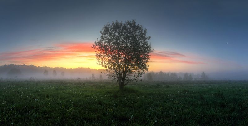рассвет туман дерево лето На утренней зорьке.. фото превью