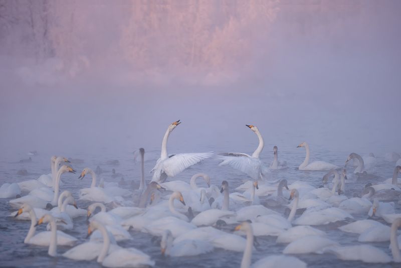 Лебединая песня фото превью