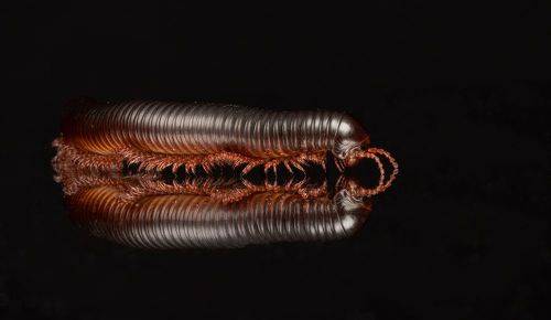African Train Millipede
