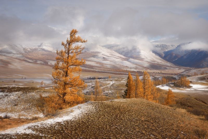 горный, алтай, курай, , курайская, степькурайский, хребет, северо-чуйский, хребет С первым снегом фото превью