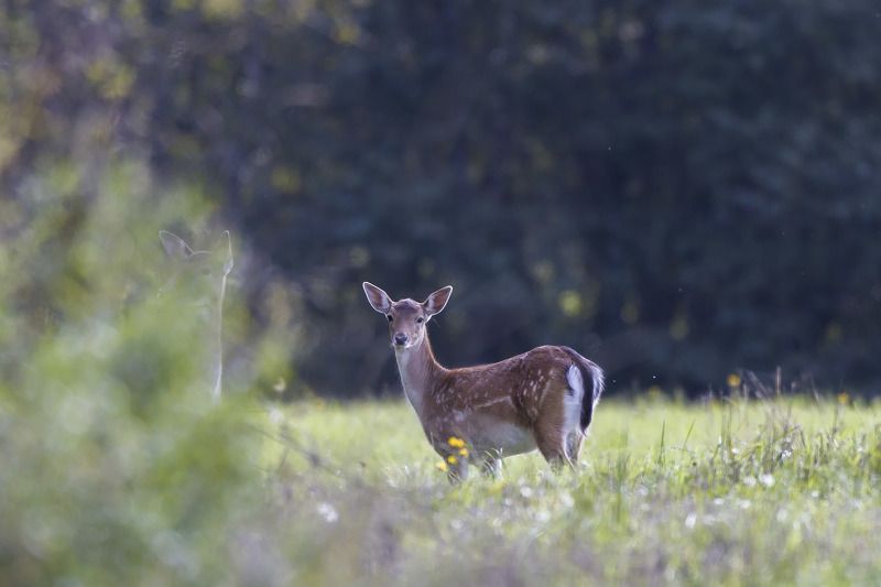 юная европейская лань с мамой на прогулке На прогулке с мамой фото превью