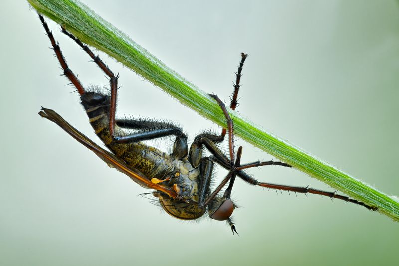 Толкунчик фото превью