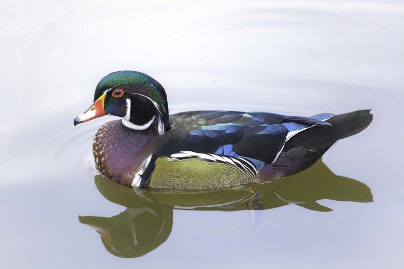 Wood duck фото превью