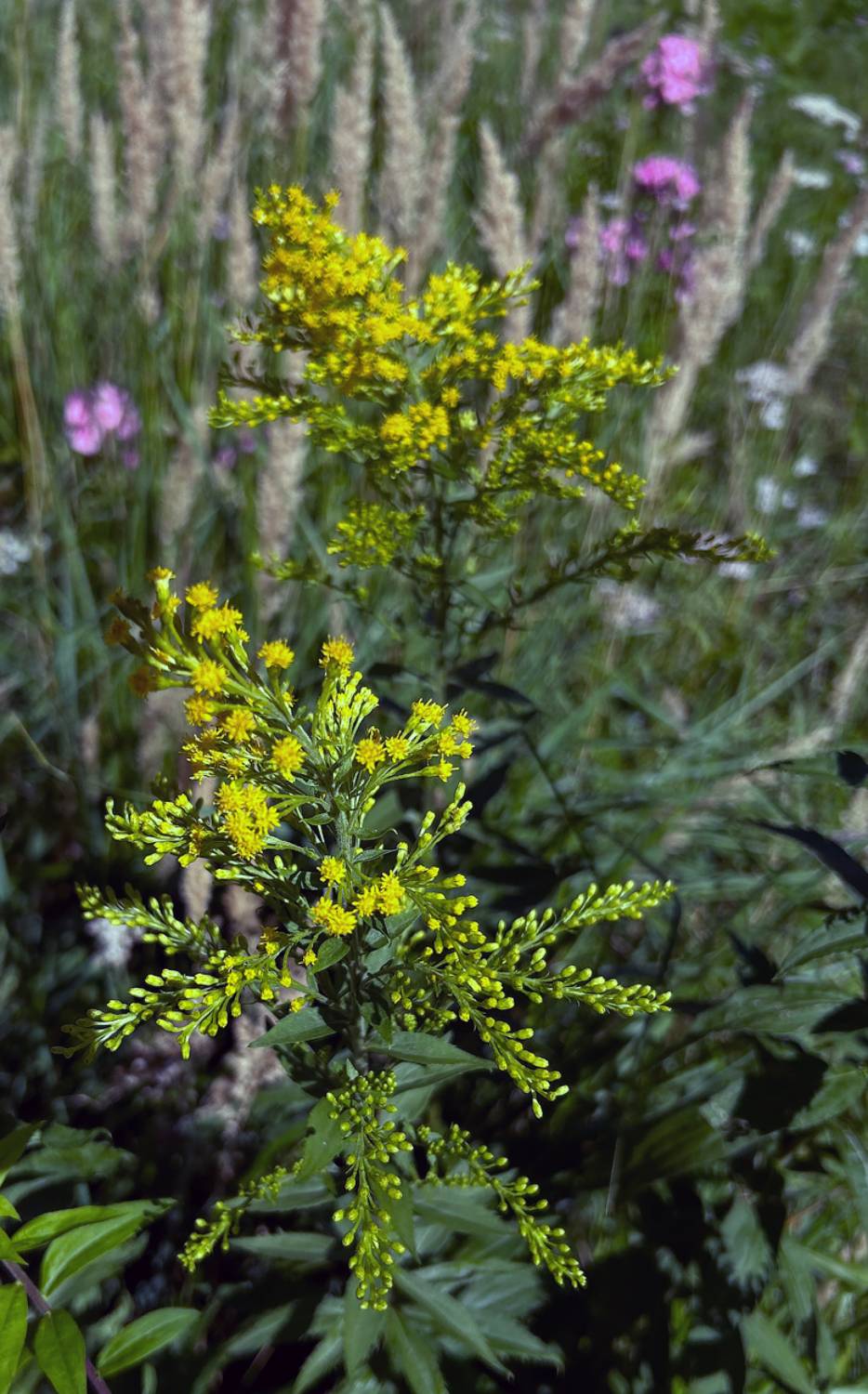 , Новикова Ольга